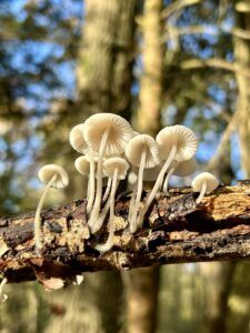 Fungi - taken by Martin Roche