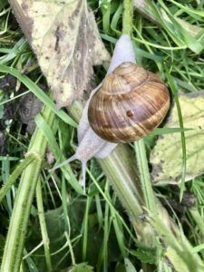 Roman Snail - Martin Roche