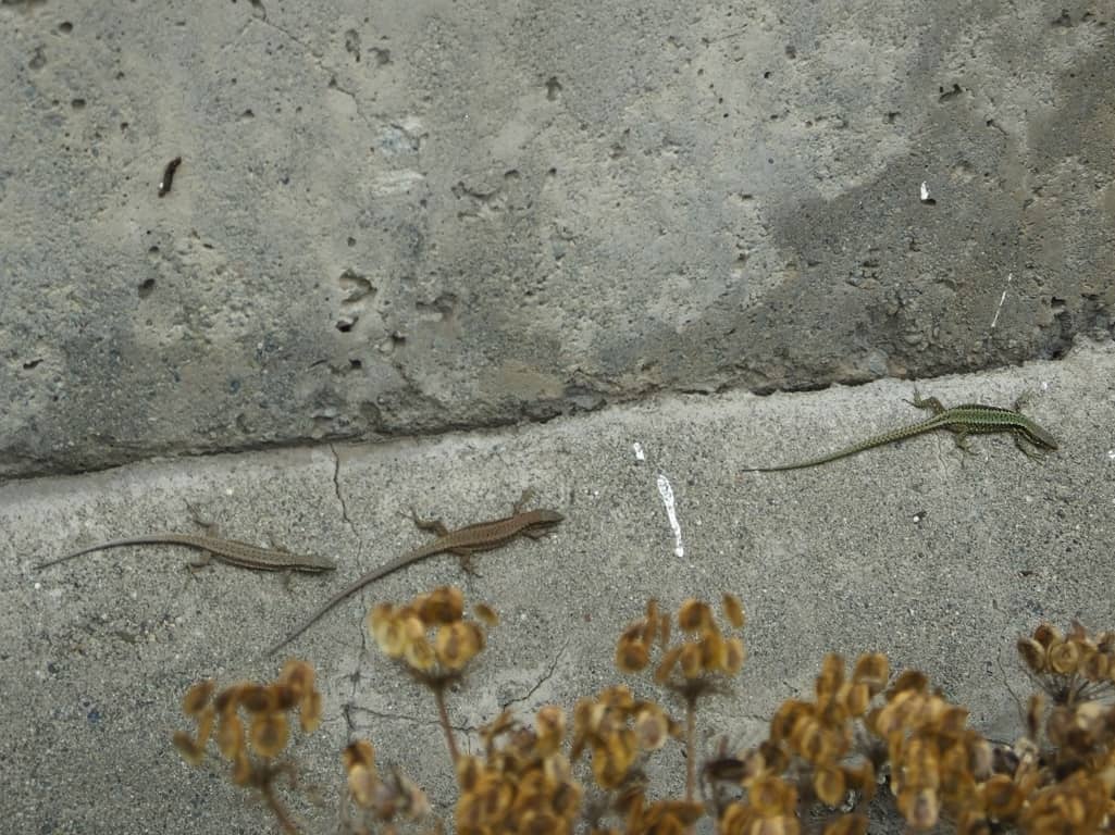 Parthenogenic rock lizards in Armenia