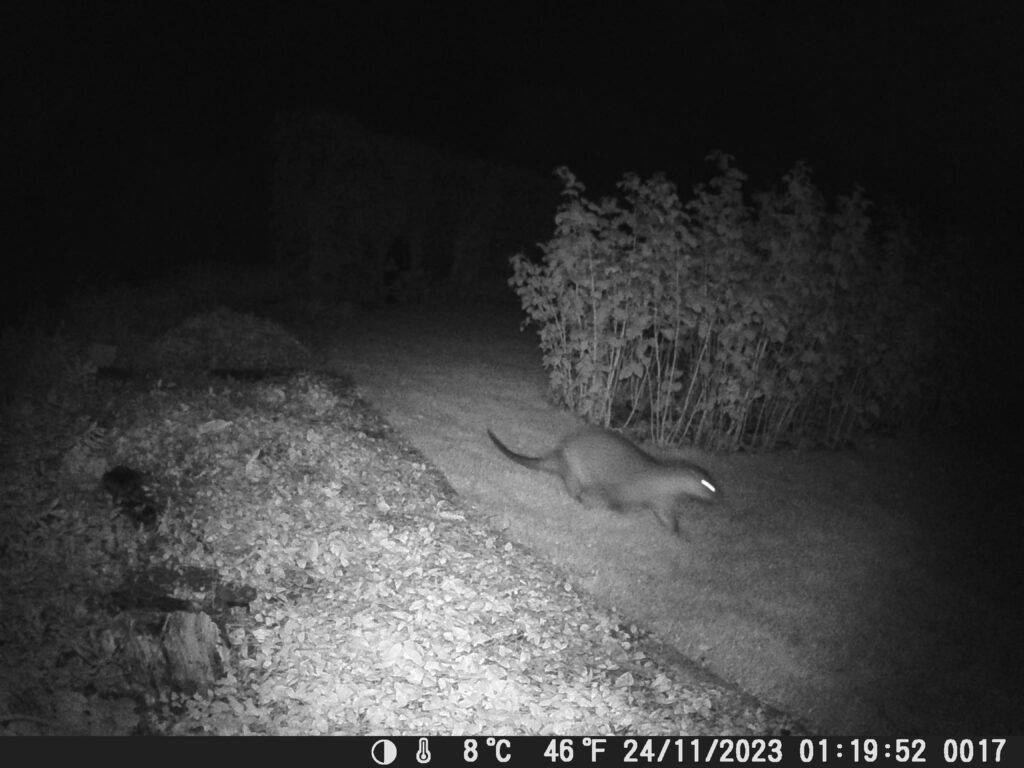 Meet Martin Roche: dormouse monitor