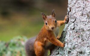 Red squirrels in the UK - People's Trust for Endangered Species