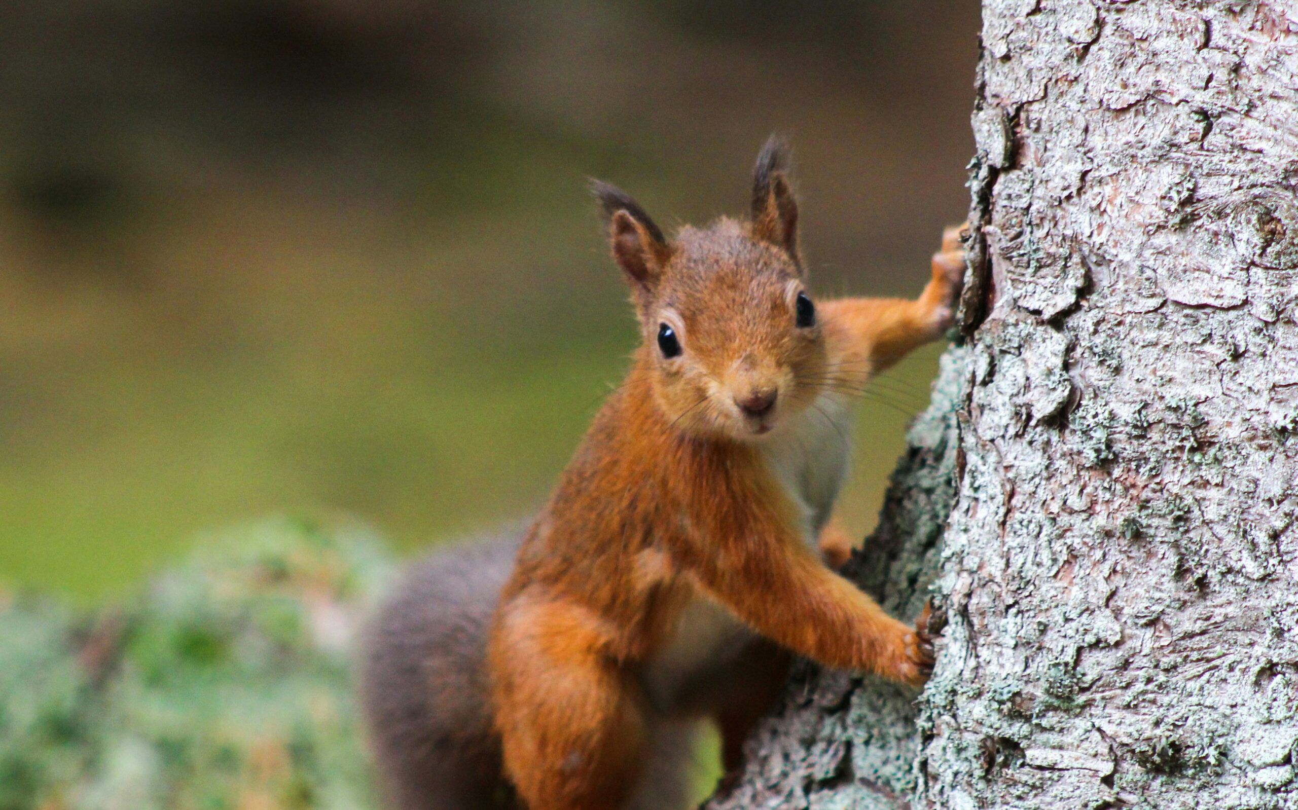 Red squirrels in the UK - People's Trust for Endangered Species