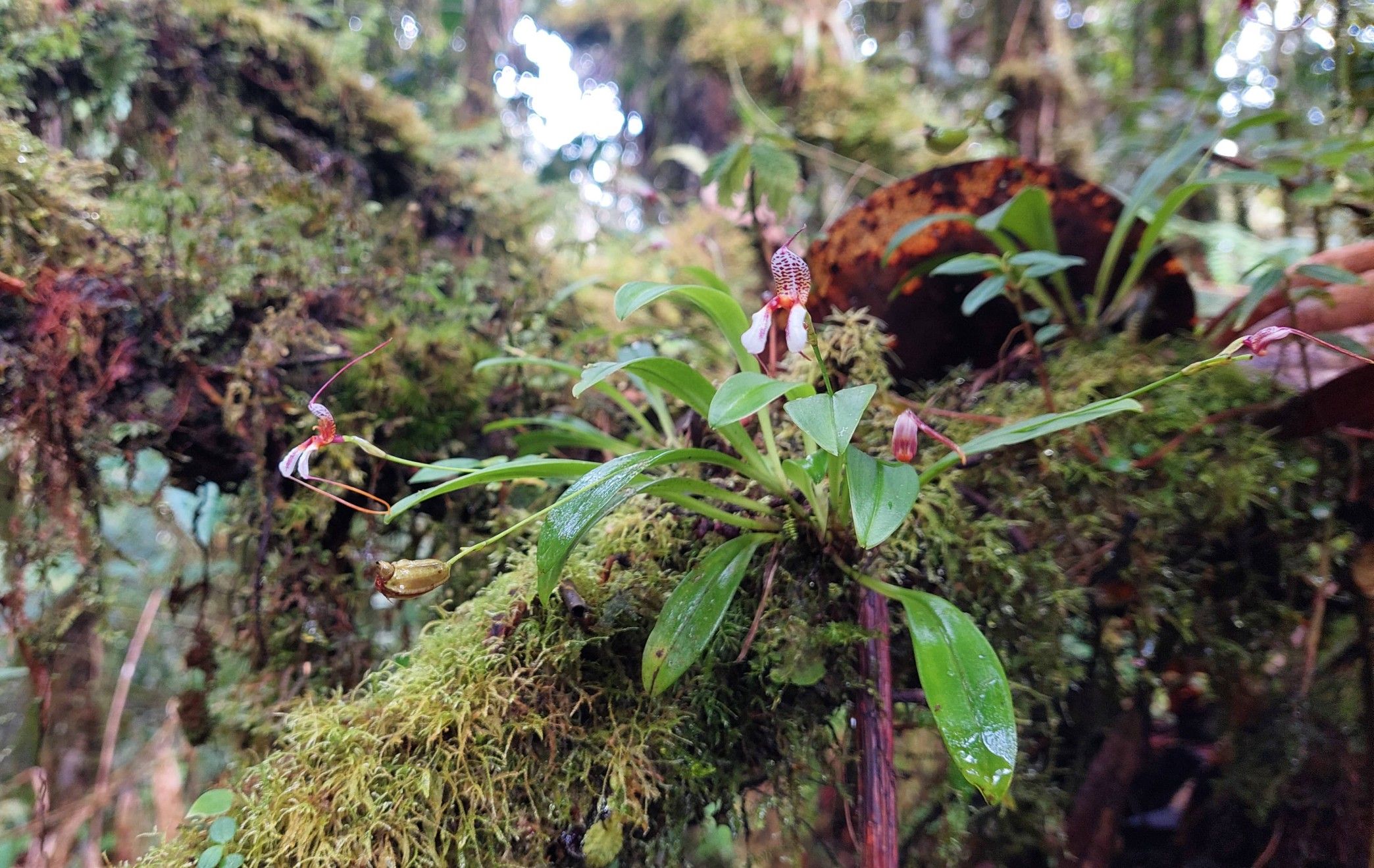 Protecting Colombia's threatened orchids - People's Trust for Endangered Species