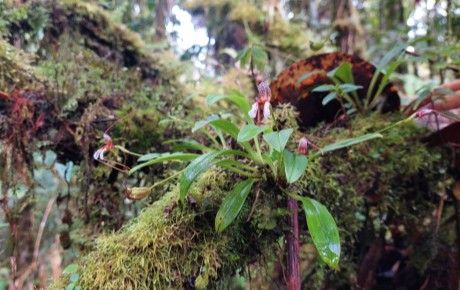 Protecting Colombia's threatened orchids - People's Trust for Endangered Species
