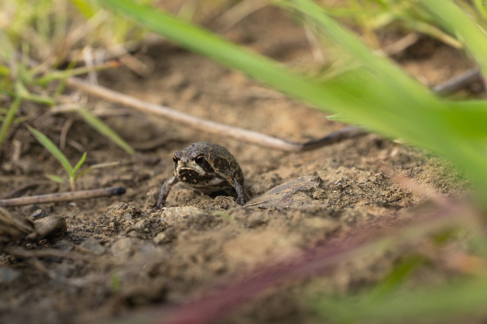 Bilbos-rain-frogs-credit-Tiaan-Botha-Peoples-Trust-for-Endangered-Species