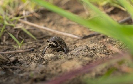 Bilbos-rain-frogs-credit-Tiaan-Botha-Peoples-Trust-for-Endangered-Species