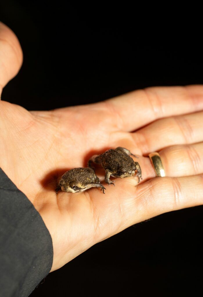 Bilbos-rain-frogs-credit-Tiaan-Botha-Peoples-Trust-for-Endangered-Species