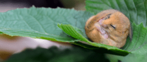 Dormouse By Lorna Griffiths - People's Trust for Endangered Species