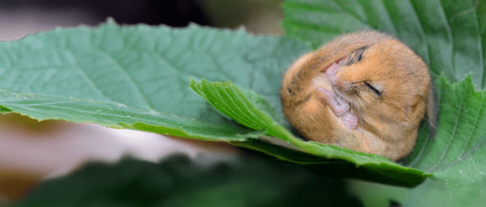 Dormouse By Lorna Griffiths - People's Trust for Endangered Species