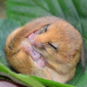 Eaton Box check dormouse By Lorna Griffiths - People's Trust for Endangered Species