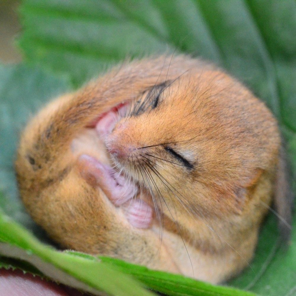 Go nuts for dormice