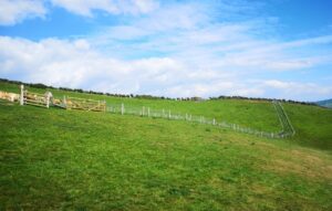 Hedgerows and climate change - Megan Gimber - People's Trust for Endangered Species