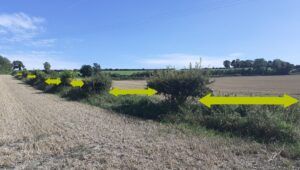 Hedgerows and climate change - Megan Gimber - People's Trust for Endangered Species