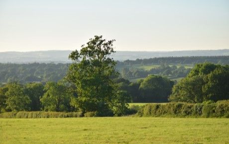 Hedgerows and climate change - Megan Gimber PTES - thumbnail