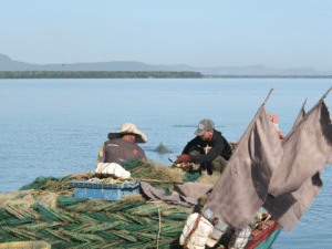Irrawaddy-dolphins-Peoples-Trust-for-Endangered-Species
