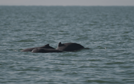 Irrawaddy-dolphins-Peoples-Trust-for-Endangered-Species
