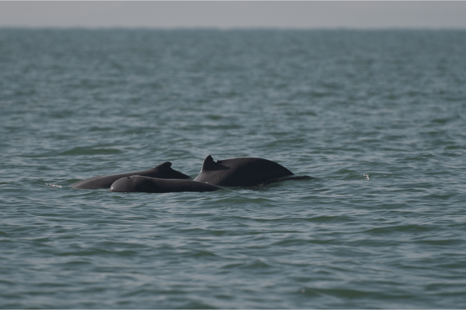 Irrawaddy-dolphins-Peoples-Trust-for-Endangered-Species
