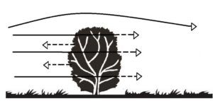 Hedgerows and climate change - Megan Gimber - People's Trust for Endangered Species