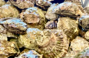 Final-Straw-Foundation - Solent oysters - People's Trust for Endangered Species