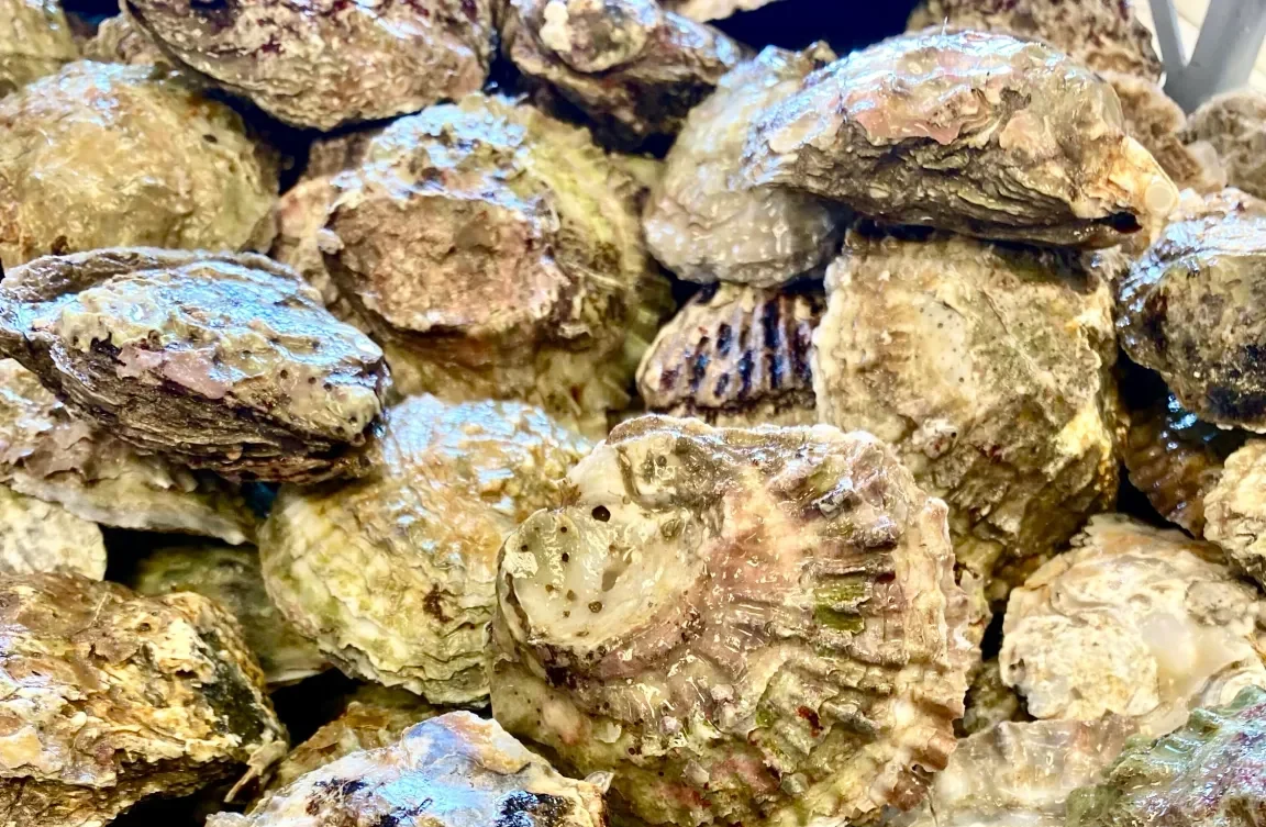 Final-Straw-Foundation - Solent oysters - People's Trust for Endangered Species