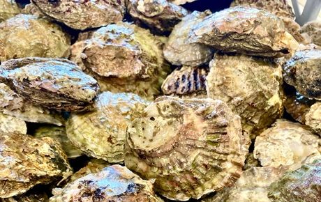 Final-Straw-Foundation - Solent oysters - People's Trust for Endangered Species - thumbnail