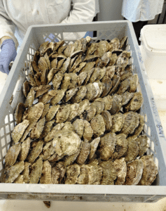 Scrubbed-oysters-ready-for-installation-credit-Victoria-Hawes. - People's Trust for Endangered Species internship