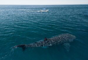 Tracking the migrations of whale sharks to reduce ship strikes in Mexico - People's Trust for Endangered Species