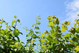 Hedgerows and climate change - People's Trust for Endangered Species