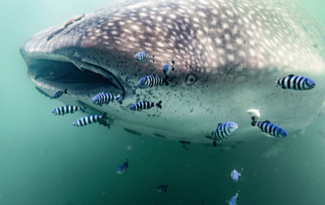 Tracking the migrations of whale sharks to reduce ship strikes in Mexico - People's Trust for Endangered Species