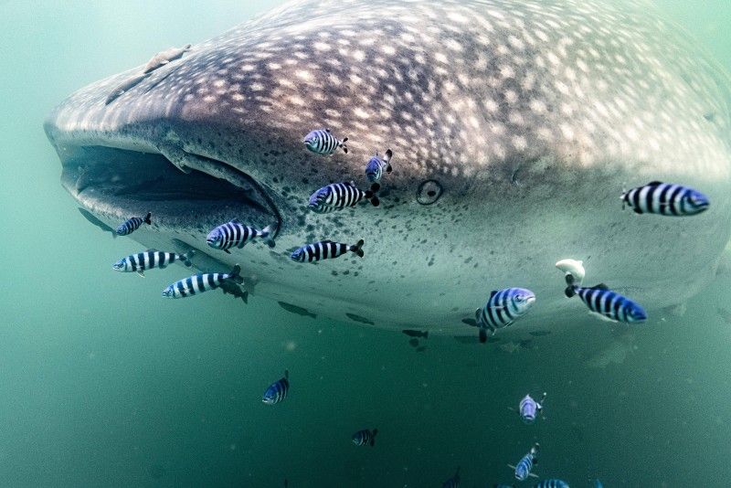 Tracking the migrations of whale sharks to reduce ship strikes in Mexico - People's Trust for Endangered Species