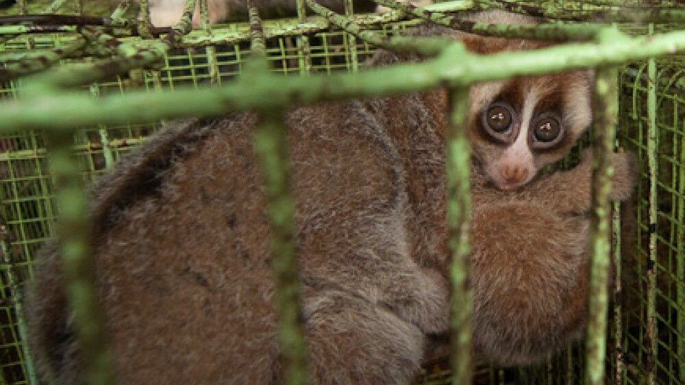 Together, we can give slow lorises a brighter future - Slow loris appeal - People's Trust for Endangered Species