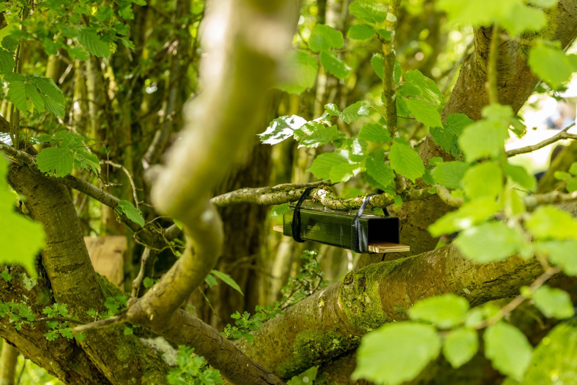 Dormouse footprint monitoring in north Pembrokeshire - People's Trust for Endangered Species
