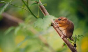 Dormouse Angyalosi Beata Shutterstock - People's Trust for Endangered Species