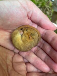 Dormouse monitor, Lisa Wood, holding a dormouse on a box check in Surrey - People's Trust for Endangered Species