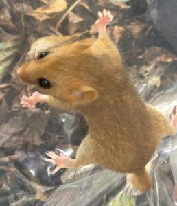 Female dormouse found in nest box adjacent to footprint tunnels, October 2025-credit Andy Jones