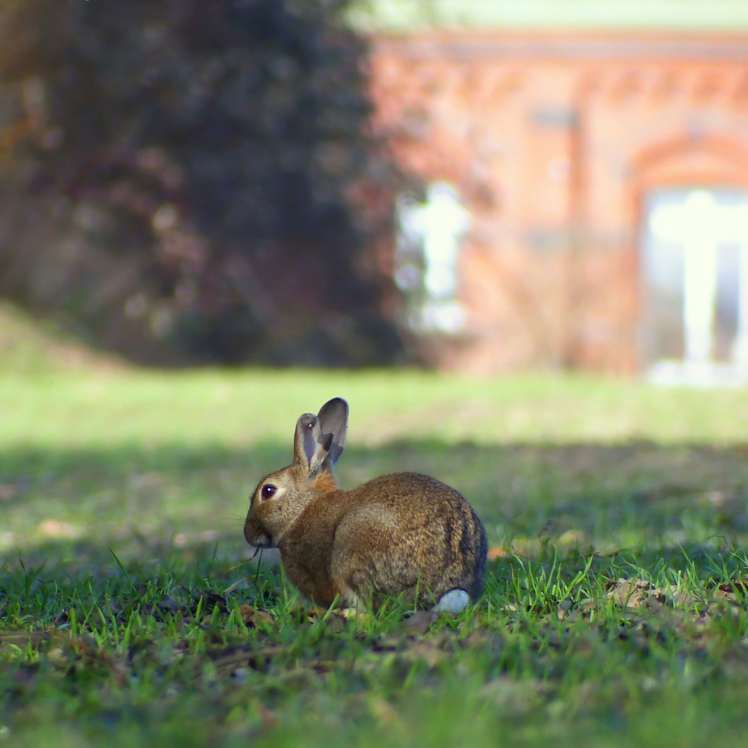 Help us monitor mammals