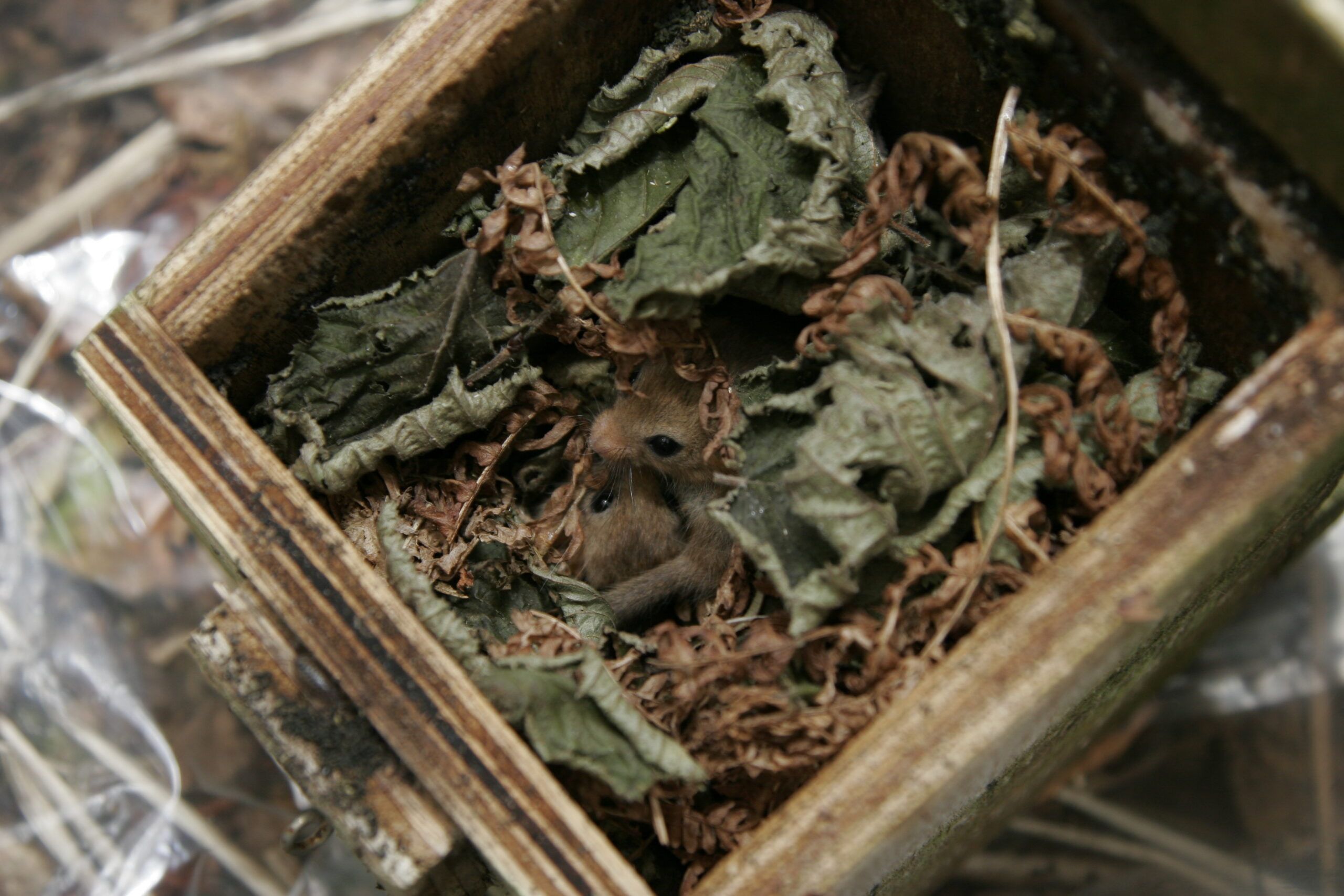 Dormouse Population Trends 2025 - - People's Trust for Endangered Species
