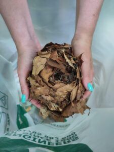 Dormouse monitor, Lisa Wood, holding a dormouse nest on a box check in Surrey - People's Trust for Endangered Species