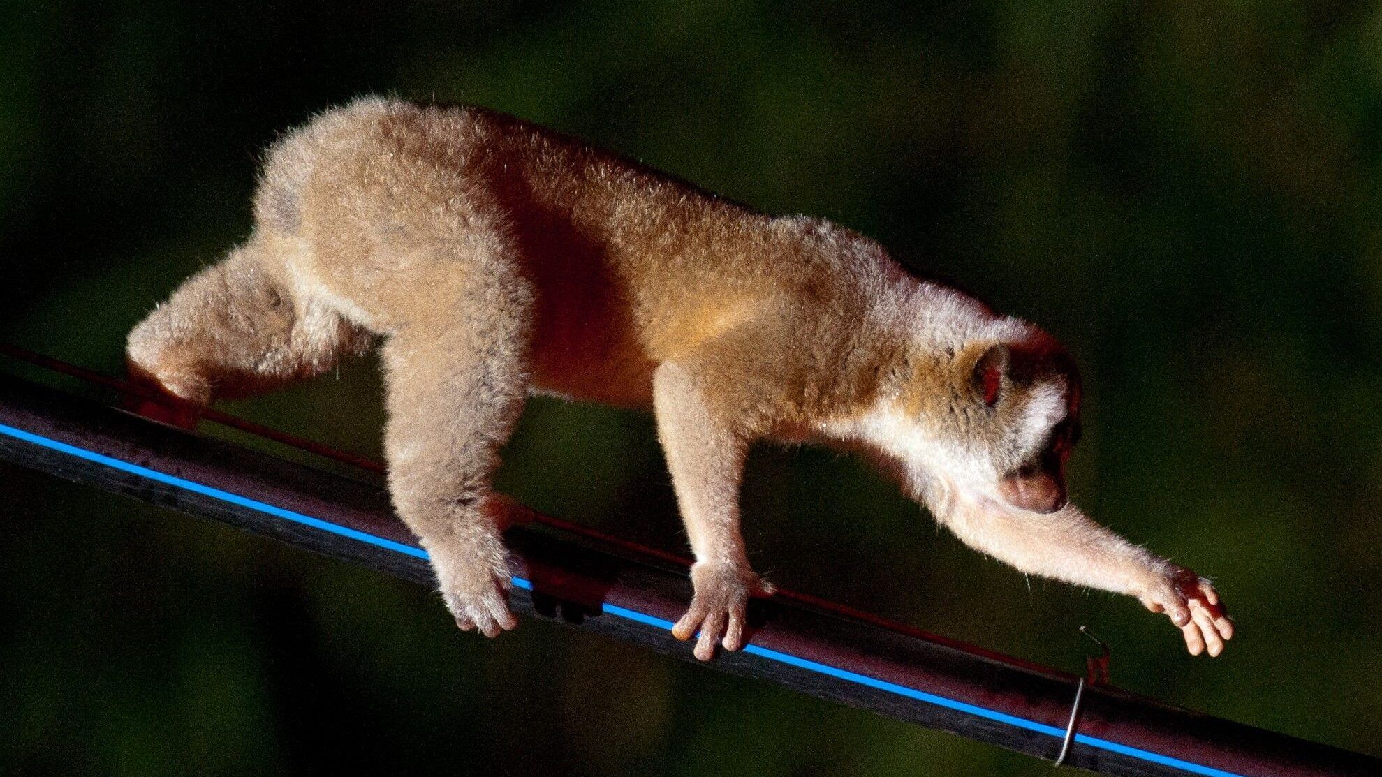 Together, we can give slow lorises a brighter future - Slow loris appeal - People's Trust for Endangered Species