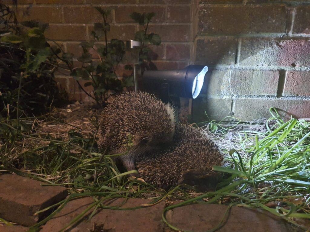 Hedgehogs mating - Photo credit Emma Matthews - People's Trust for Endangered Species