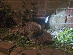 Hedgehogs mating - Photo credit Emma Matthews - People's Trust for Endangered Species