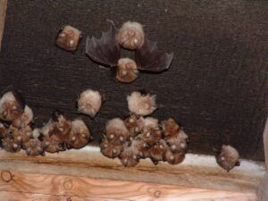 Lesser horseshoe cluster - credit Tessa Knight - LWM People's Trust for Endangered Species