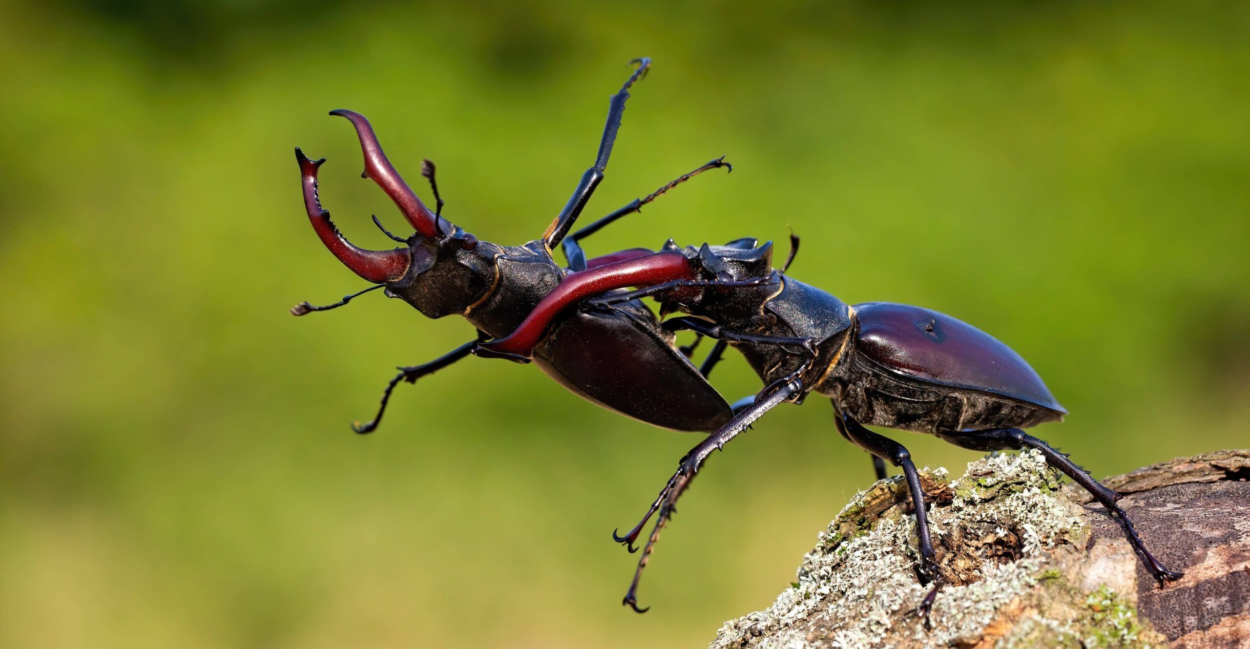 Male stag beetles fighting WildMedia Shutterstock- (1)
