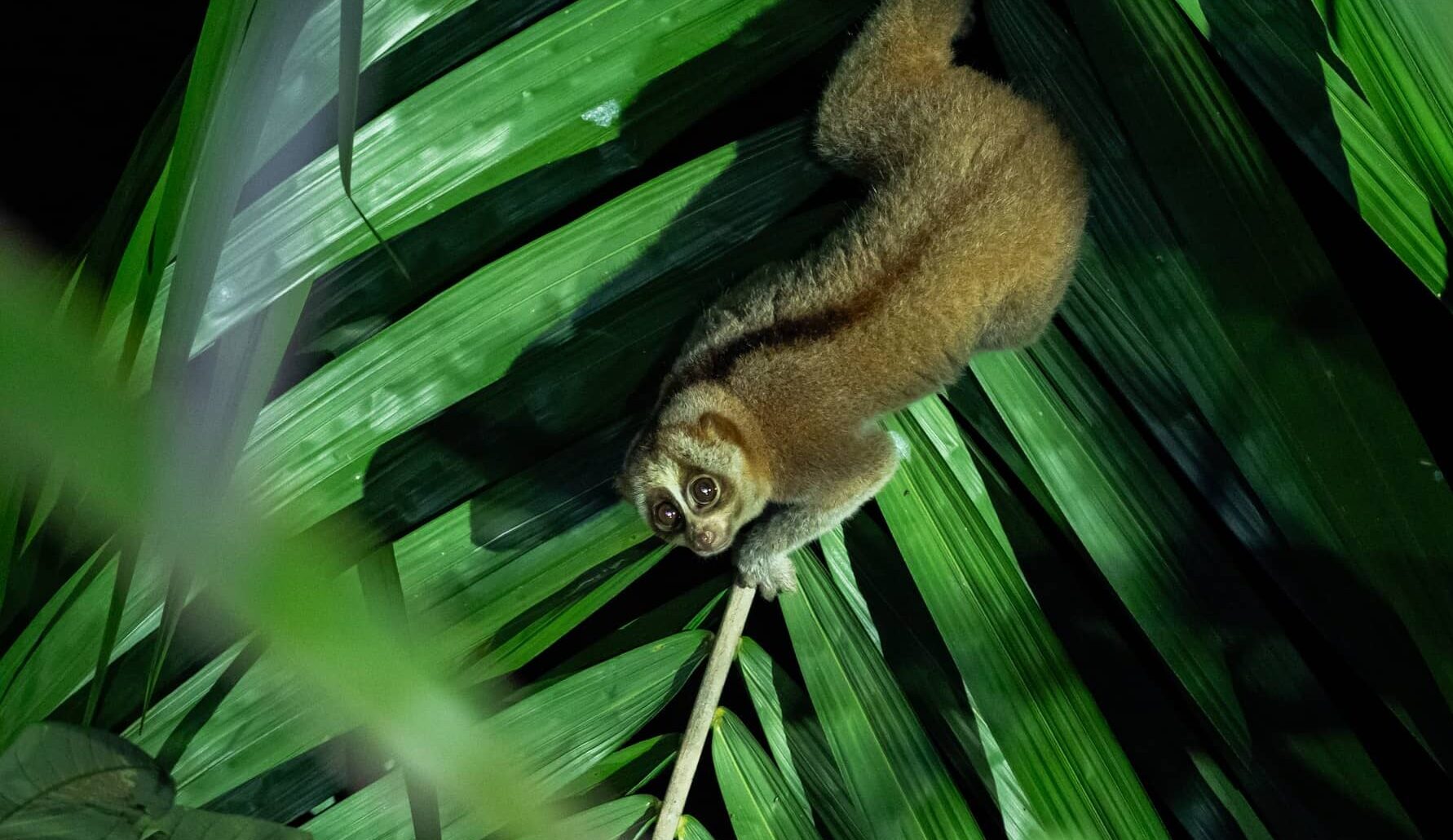 Nycticebus coucang. Slow loris People's Trust for Endangered Species- Source-iNaturalist_©Tay Jing XuanCC