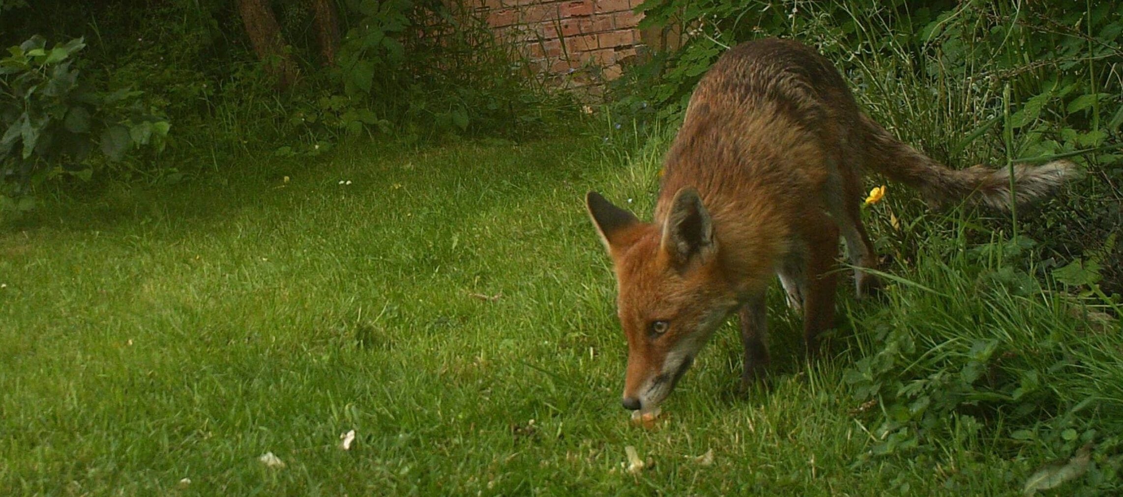 A fox in an urban garden - Hannah thompson