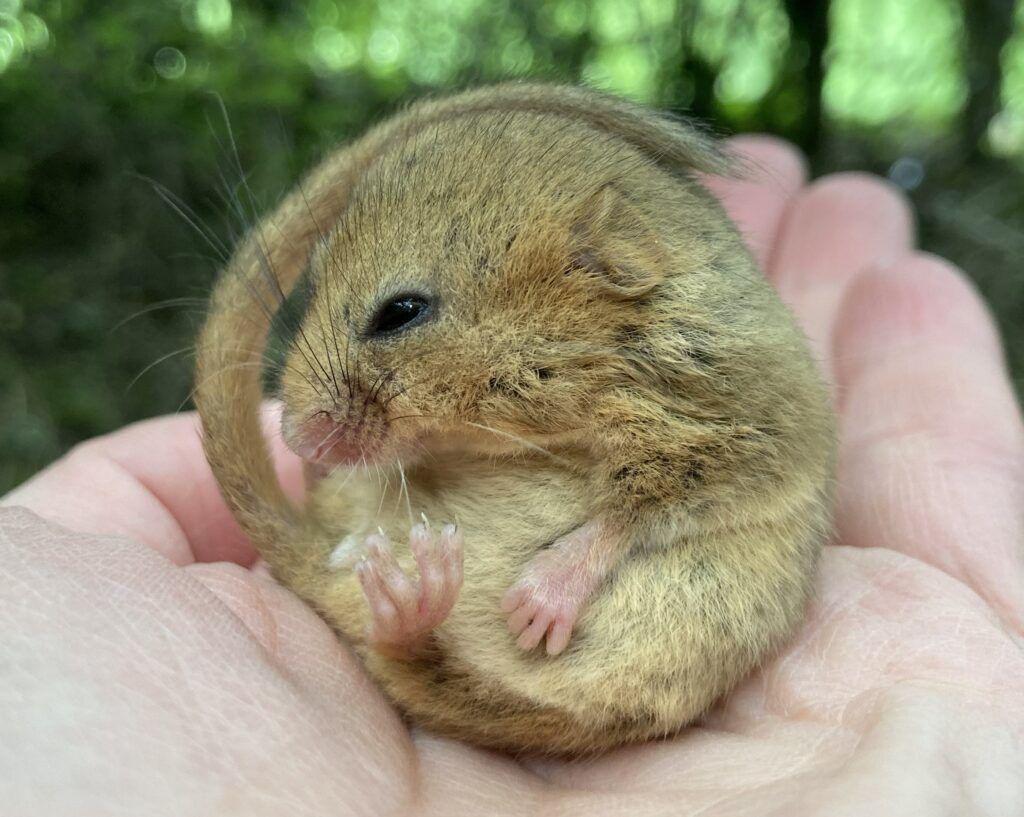 A hazel dormouse. Credit People's Trust for Endangered Species