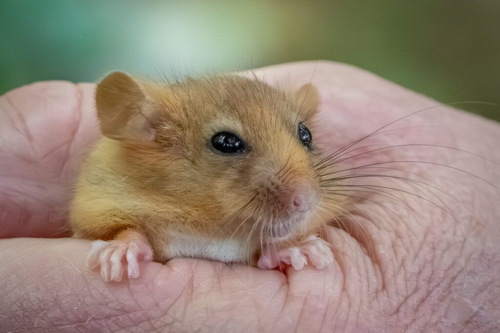 Hazel dormouse - People's Trust for Endangered Species