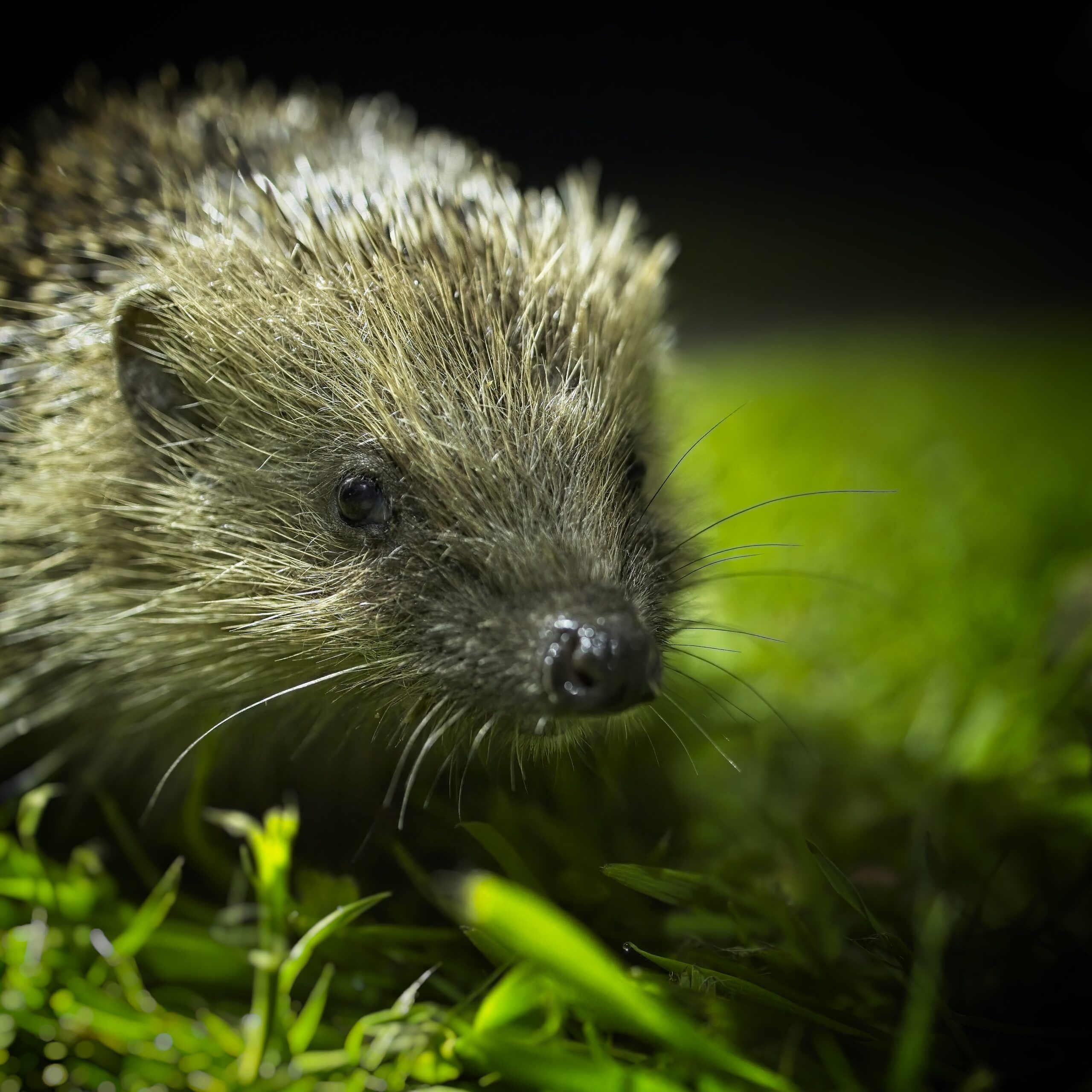 Helping stop the hedgehog decline