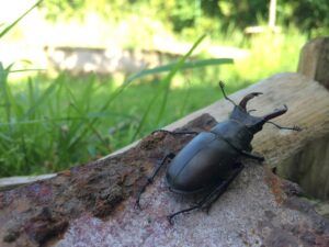 Changes in the stag beetle population of Great Britain - People's Trust for Endangered Species