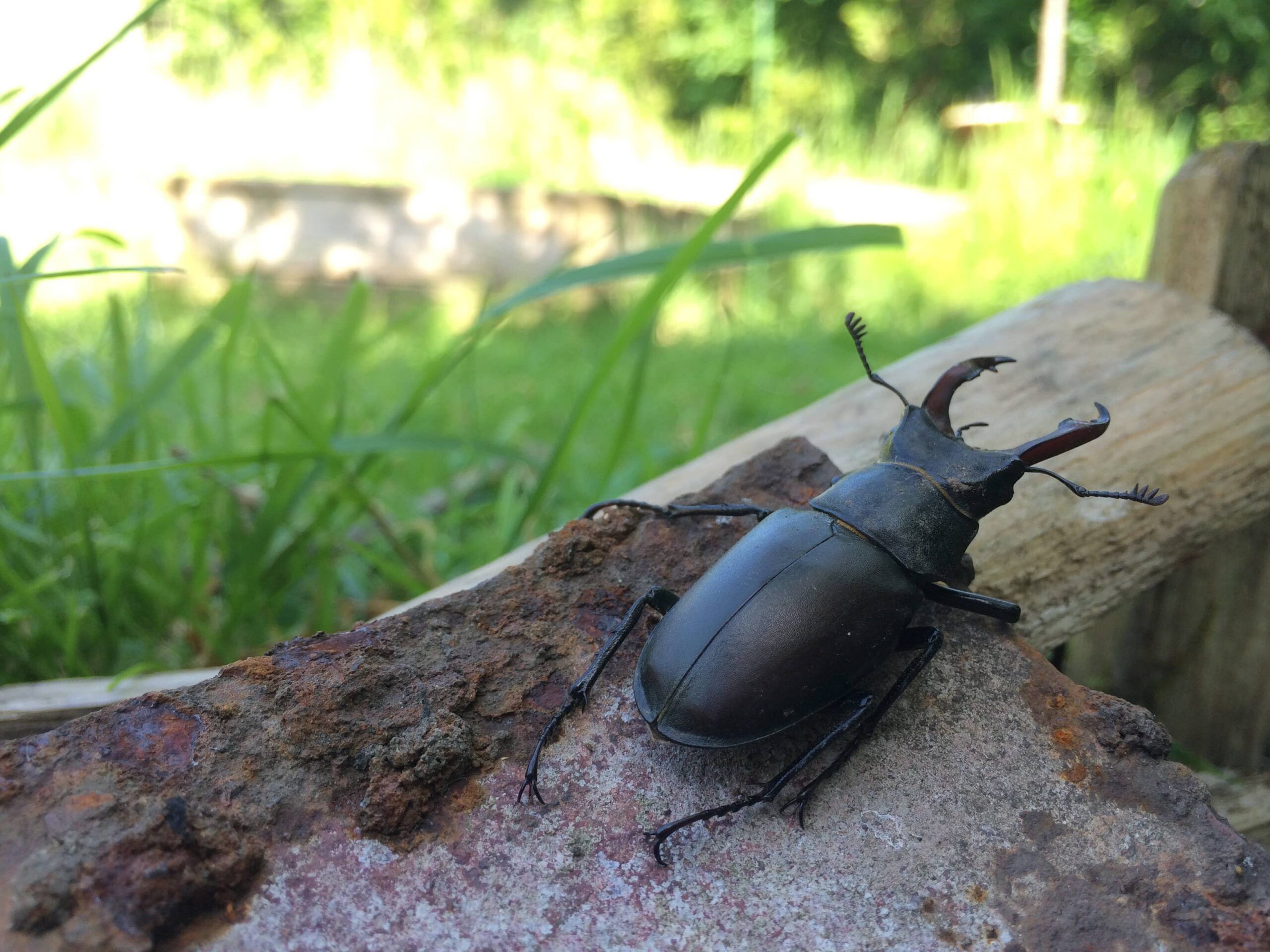 Changes in the stag beetle population of Great Britain - Lucy Page male stag beetle (1)